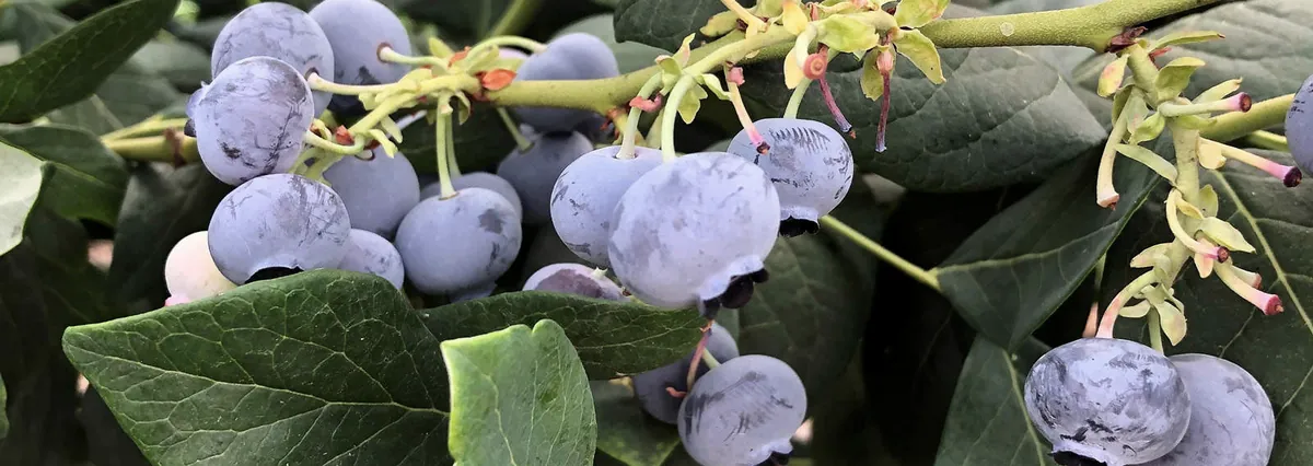 Blueberries ripening on the bush
