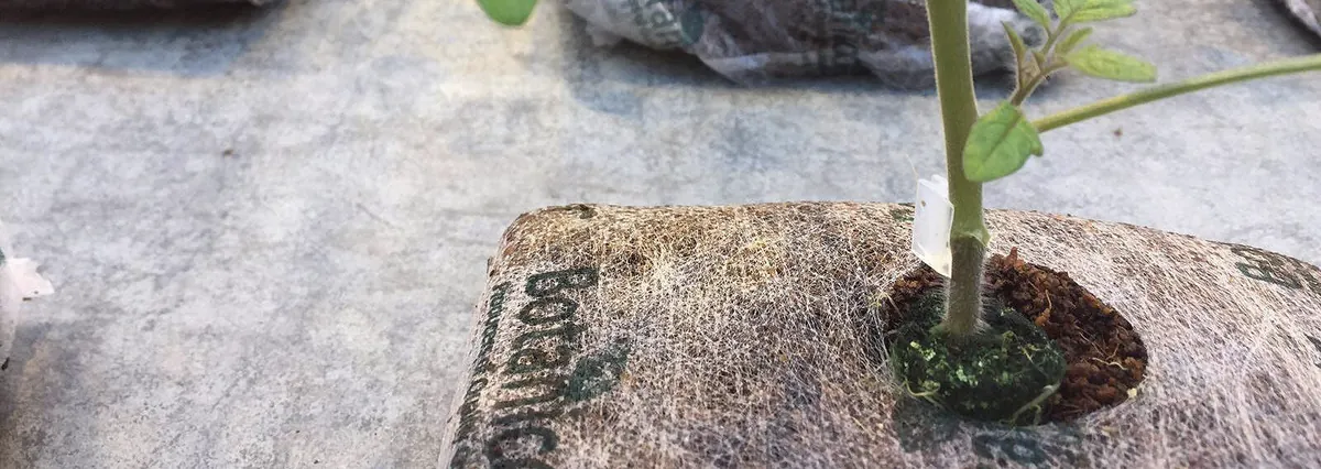 A young plant rooted in a Botanicoir coir grow cube