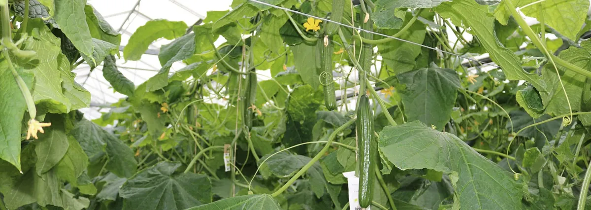 Cucumbers growing in a glasshouse