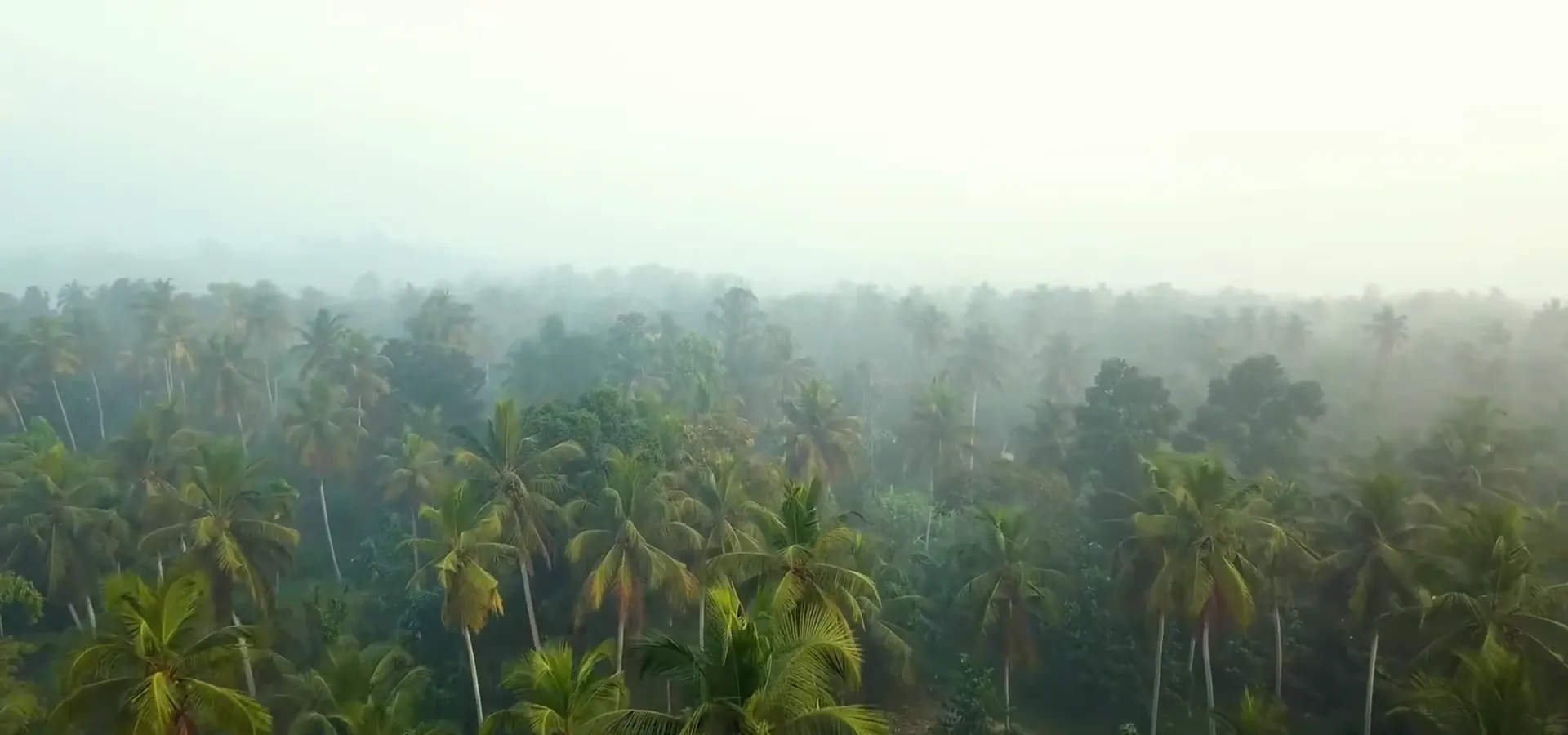Coconut palms in morning mist in Sri Lanka, from Botanicoir’s anniversary film