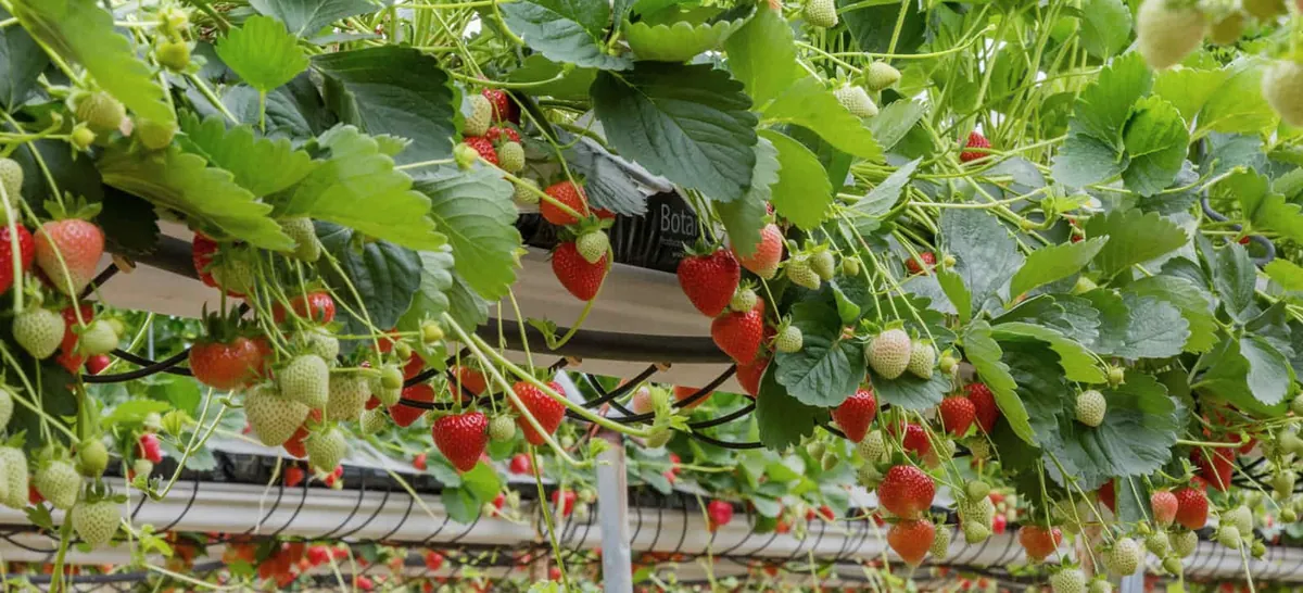 Ripe strawberries growing from coir grow bags on a table-top system